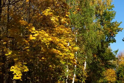 Autumn trees in the park Fotos de archivo