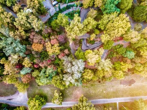 Autumn trees with path Stock Photos