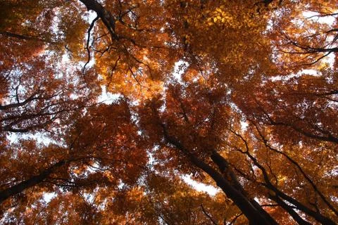 Autumn trees pattern against sky. tree canopy in autumn forest. Stock Photos