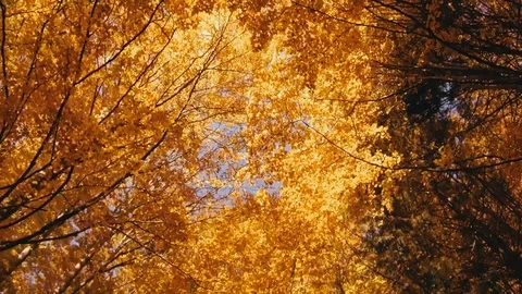 Autumn trees pattern Stock Footage 81621721