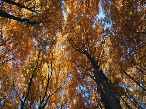 Autumn trees pattern 81623091