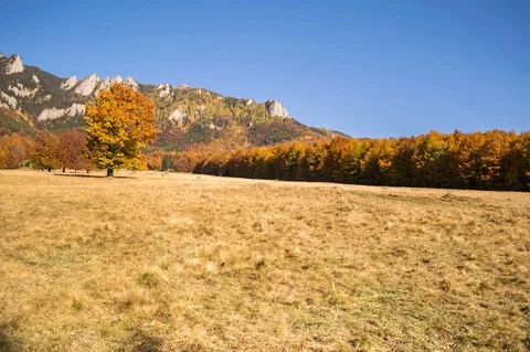 Autumn trees pattern Stock Footage 81626150