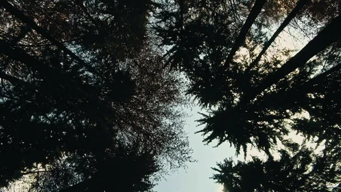 Autumn trees pattern Stock Footage 97822113
