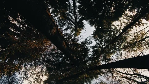 Autumn trees pattern Stock Footage 97822616