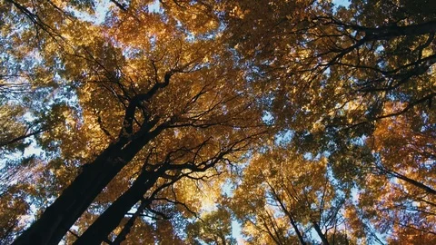 Autumn trees pattern Stock Footage 98866062