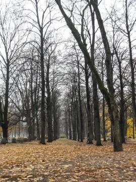 Autumn trees perspective. Stock Photos
