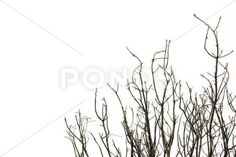 Autumn trees Stock Photos