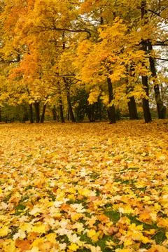 Autumn trees Stock Photos