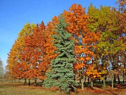 Autumn trees Stockfoto's