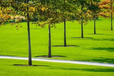 Autumn trees Stock Photos