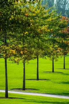 Autumn trees Stock Photos