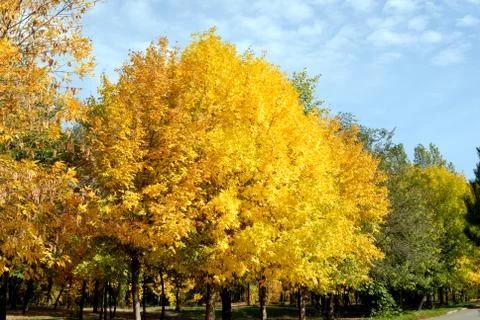 Autumn trees Stock Photos