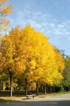 Autumn trees Stock Photos