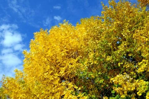 Autumn trees Stock Photos