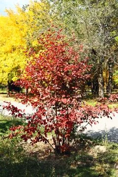 Autumn trees Stock Photos