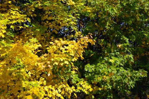 Autumn trees Stock Photos