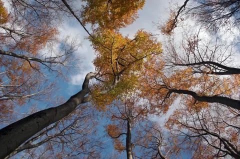 Autumn trees Stock Photos