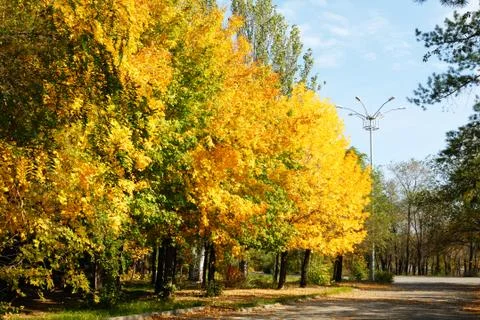 Autumn trees Stock Photos