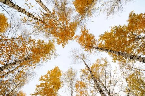 Autumn trees Stock Photos