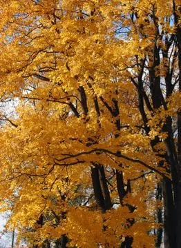 Autumn trees Stock Photos