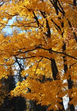 Autumn trees Stock Photos