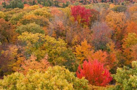 Autumn trees Stock Photos