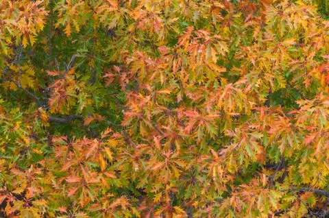 Autumn trees Stock Photos