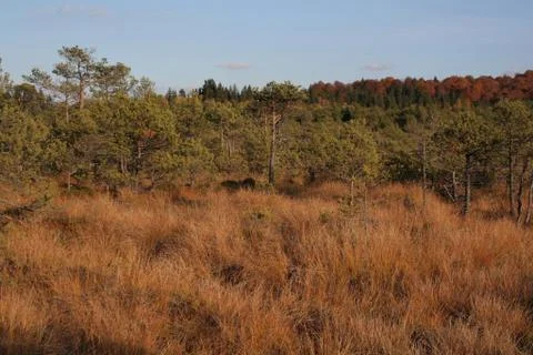 Autumn trees Stock Photos