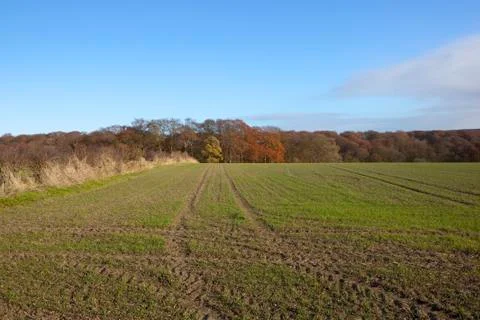 Autumn trees Stock Photos