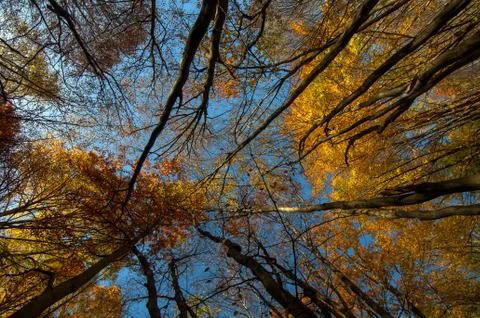 Autumn Trees Stock Photos
