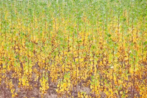 Autumn trees Stock Photos