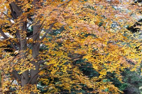 Autumn trees Stock Photos