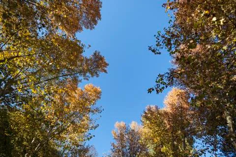 Autumn trees Stock Photos