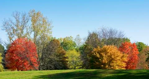 Autumn trees Stock Photos