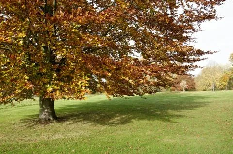 Autumn trees Stock Photos
