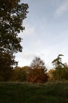 Autumn trees Stock Photos