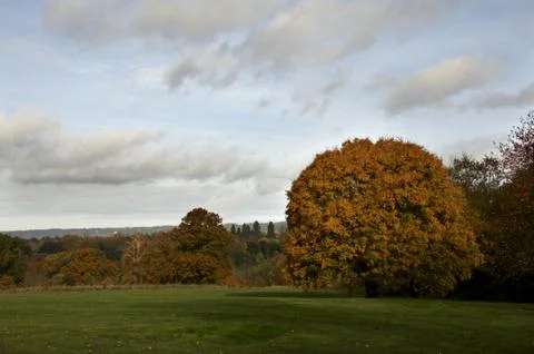 Autumn trees Stock Photos