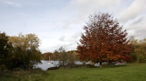 Autumn trees Stock Photos