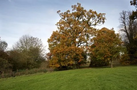 Autumn trees Stock Photos
