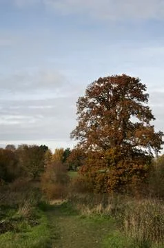 Autumn trees Stock Photos