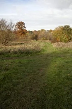 Autumn trees Foto stock