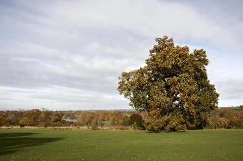 Autumn trees Stock Photos