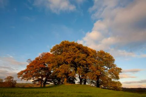 Autumn Trees Stock Photos