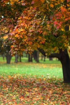 Autumn trees Stock Photos