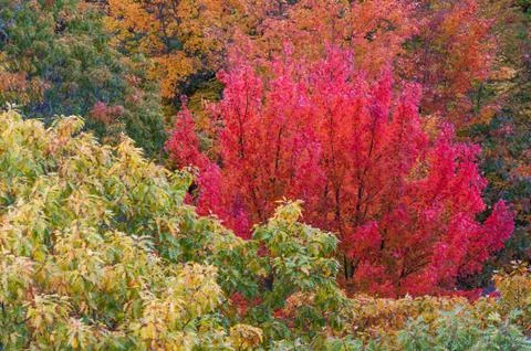 Autumn trees Stock Photos