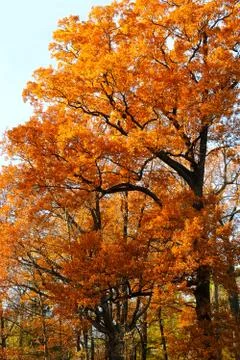 Autumn trees Stock Photos