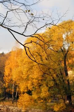 Autumn trees Stock Photos