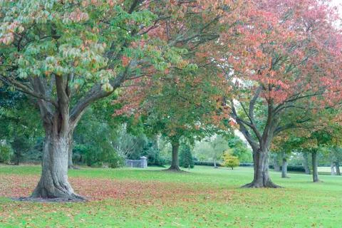 Autumn trees Stock Photos