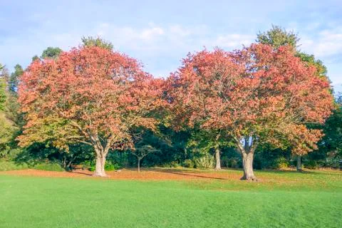 Autumn trees Stock Photos