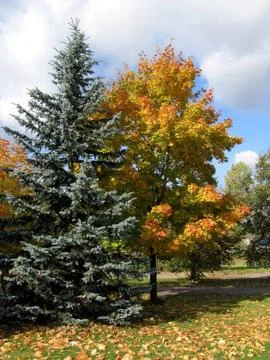 Autumn trees Stock Photos